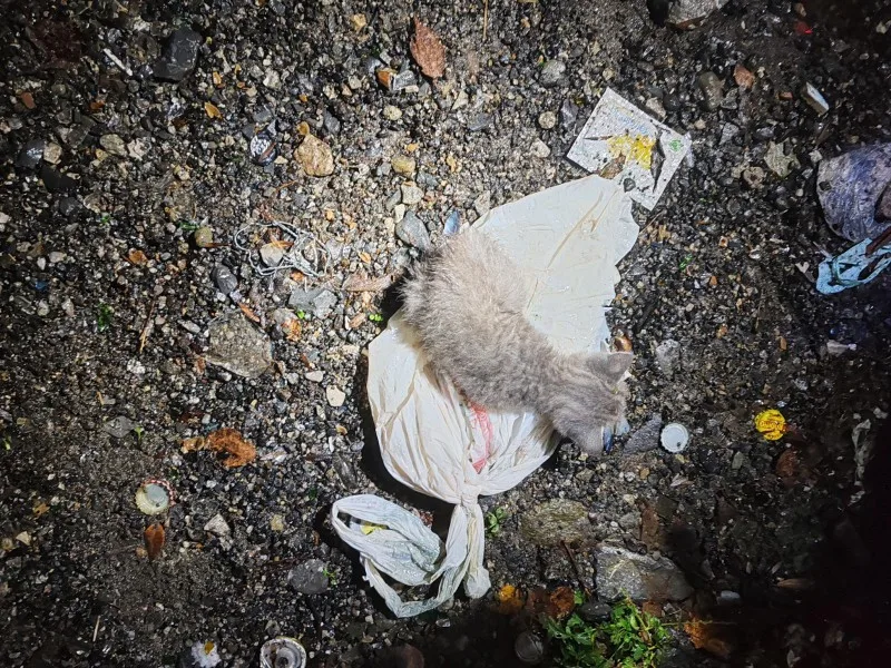 Gattino recuperato dalla campana del vetro a Perledo