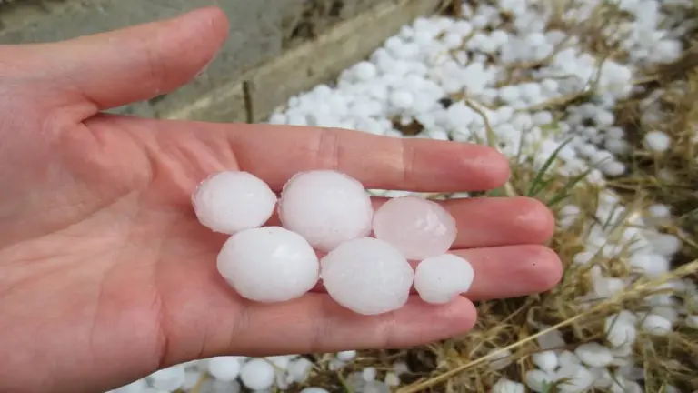 Grandine tra Marche e Abruzzo: il segno rimasto sui campi dopo la notte di temporali