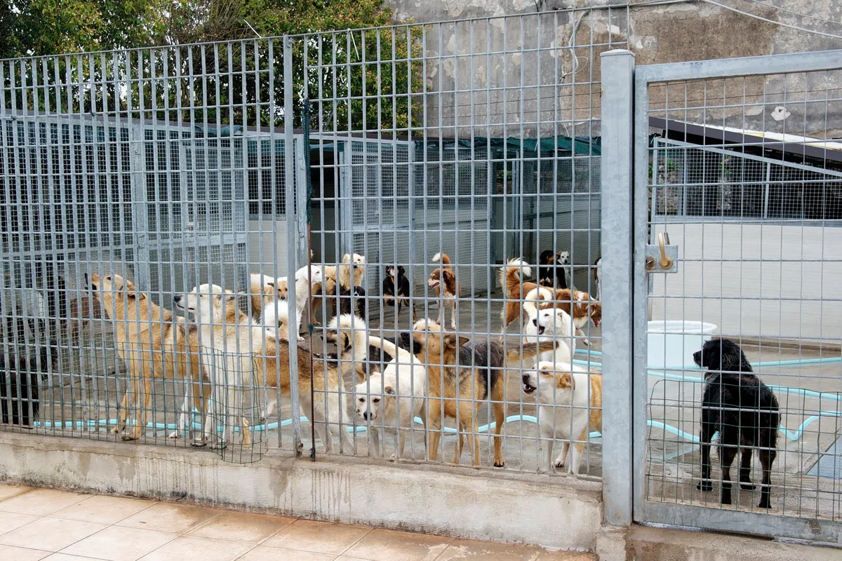 Struttura destinata all’accoglienza dei cani