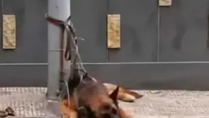 Adrano, gli abbai nella notte e quel palo in via della Resistenza: cosa è emerso