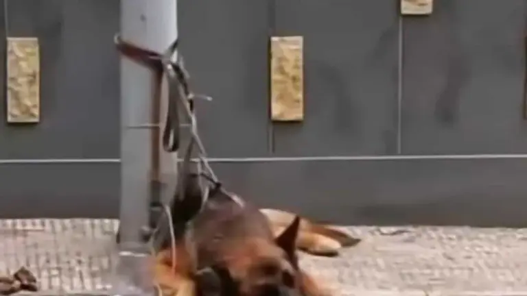 Adrano, gli abbai nella notte e quel palo in via della Resistenza: cosa è emerso